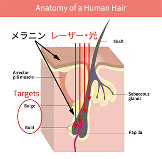 Anatomy of a Human Hair